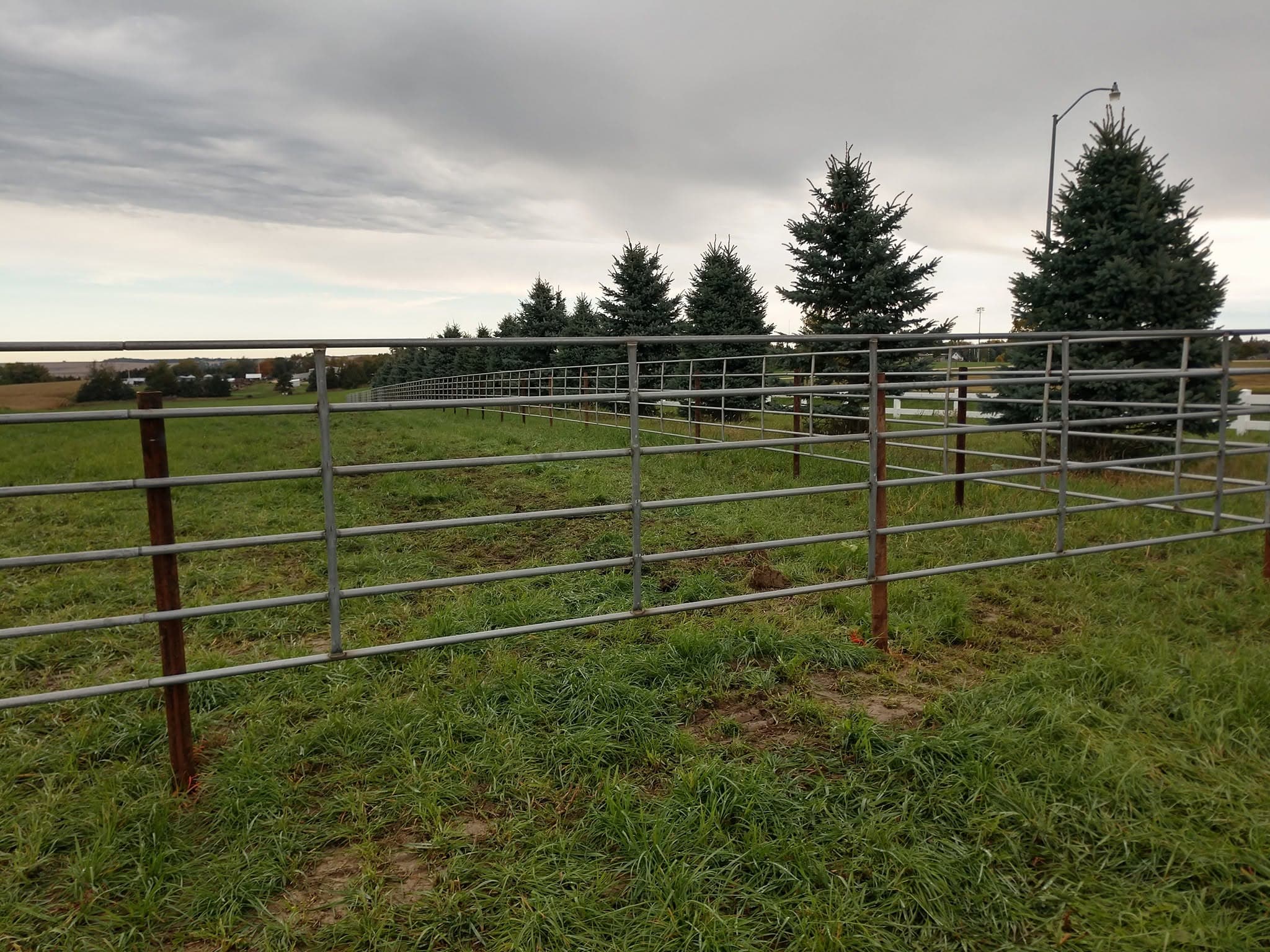 Continuous steel panel fence running past an evergreen shelterbelt