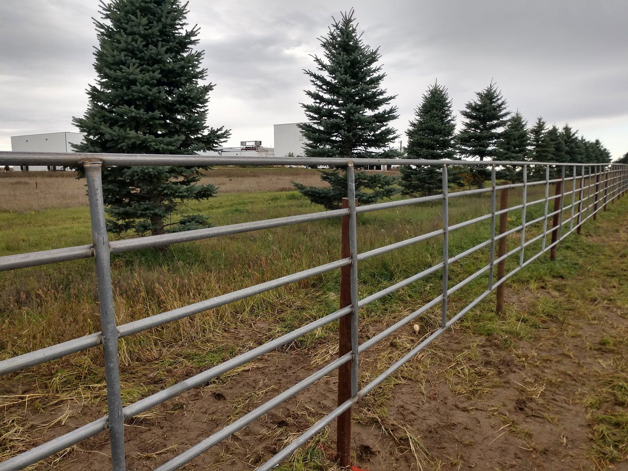 Six-rail continuous panel fence lining a spruce windbreak