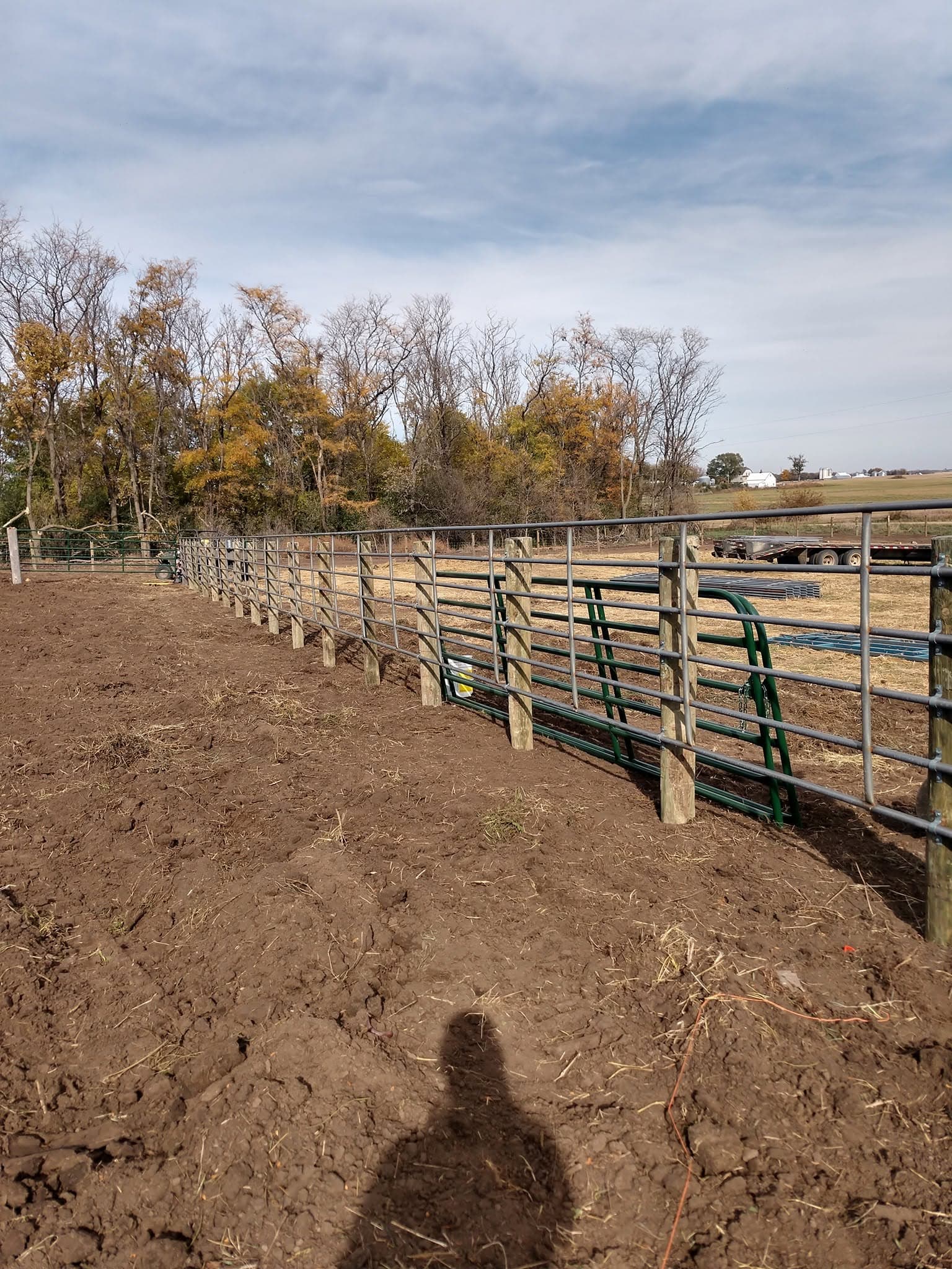 New corral fence with green steel gate panels beside an autumn shelterbelt