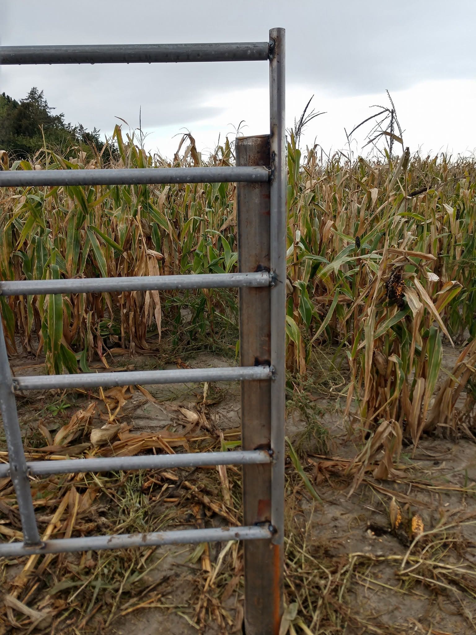 Steel pipe gate hung at the edge of a standing cornfield