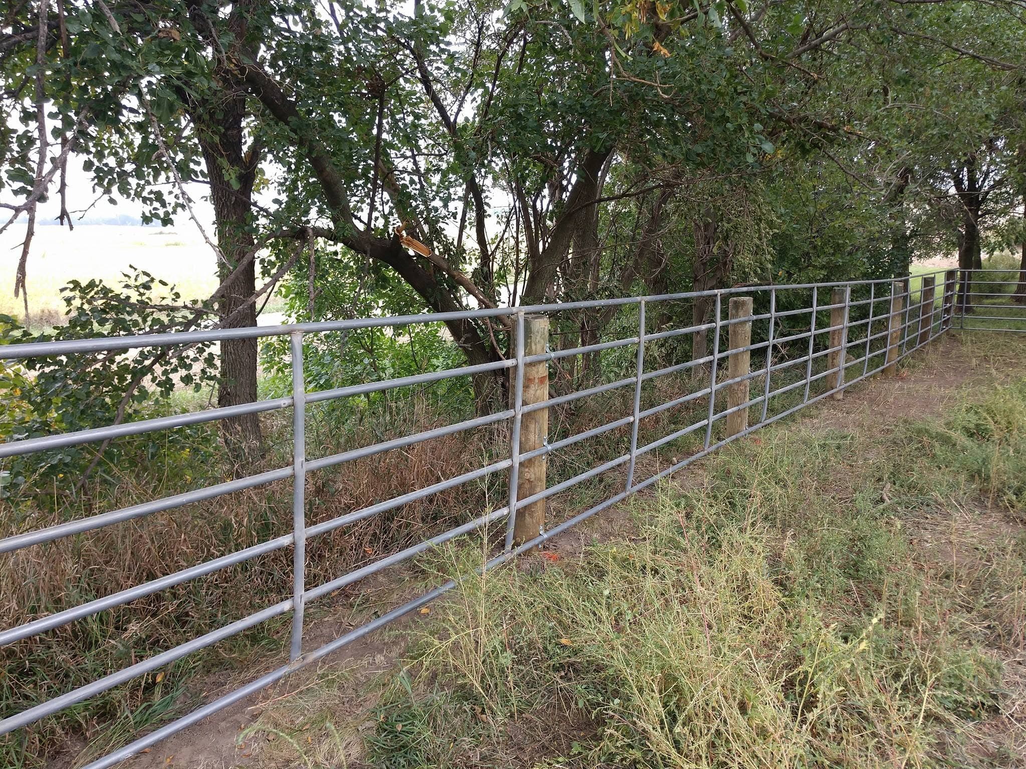 Fresh fence line cut through volunteer trees and tall weeds